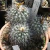 Copiapoa_montana_2